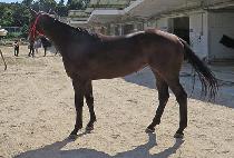 ����ٸ�� (SARANG DAMOA) ����