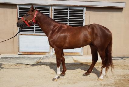 �����мǵ� ����