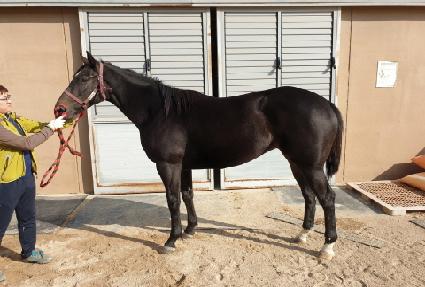 ����� ����