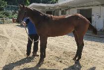 è������ (CHAMP DAY) ����