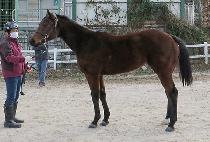 �����Ŀ (SHOWMAKER) ����