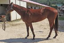 �����ȸӽ�Ŷ (DARIAN MUSKET) ����