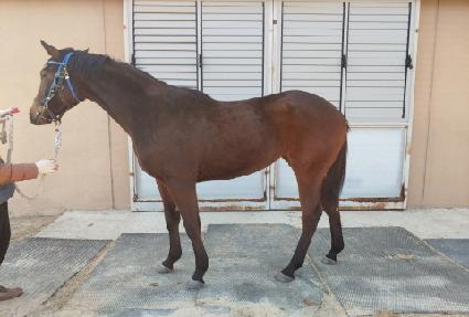 ����� ����