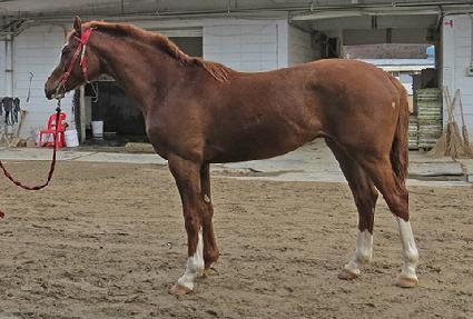 ����Ȳ�� ����