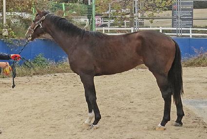 Ƽ�����÷��� ����