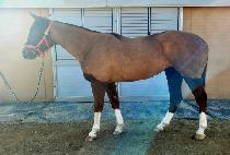 �����ػ罺 (DOCTOR TEXAS) ����