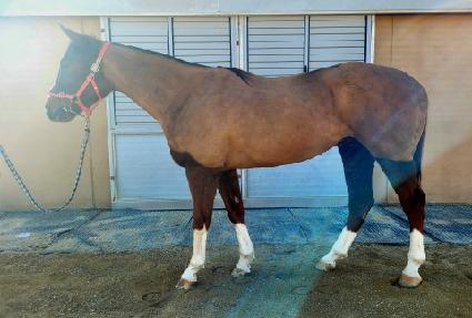 �����ػ罺 ����