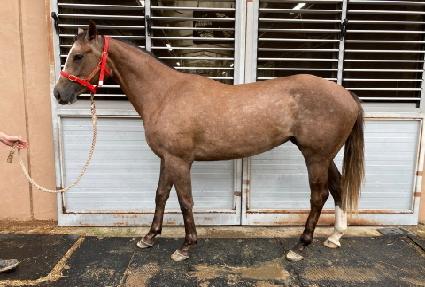 ���������� ����