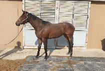 ������ (QUICK WIND) ����