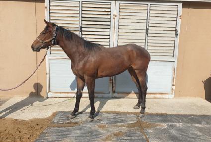 ������ ����