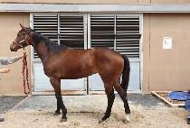 �����Ǻ� (NANSANUI BYEOL) ����