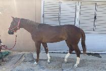 ���갡�� (NANSAN GUY) ����