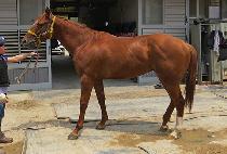 ������ĸƾ (YEONGWANGUI CAPTAIN) ����