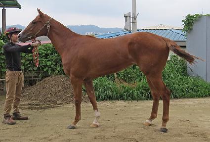 ��Ʈ���̽� ����