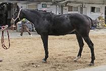 �ָ��ǽ��� (JUMALUI SIJAK) ����