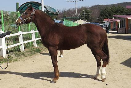 �ǿ��������� ����