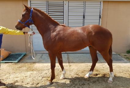 �����̷轺 ����