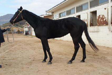 ������ ����