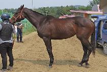 ������ (SEN AI) ����