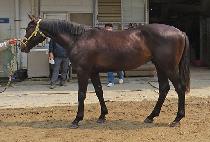 ��������� (FEDERAL EYE) ����