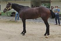 �׷���Ʈ���� (GREAT EYE) ����