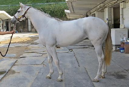 ���̾Ƹ���Ʈ ����