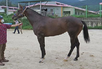 �Ƿ�üĳ�� ����