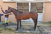 ��Ʈ��Ʈ (HEARTBEAT) ����