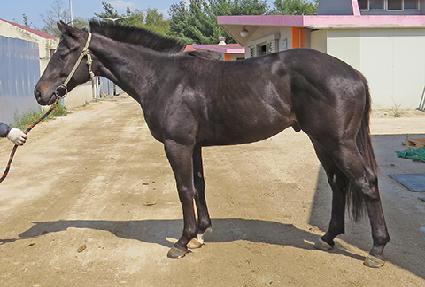 ���ο���ŷ ����