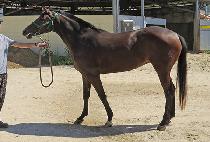 �ϴ� (HANI) ����