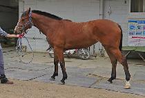 ũ������� (CROWN JOY) ����