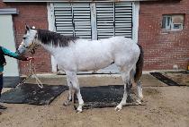 ȭ��Ʈ������ (WHITE GALLOPER) ����
