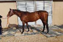 �ʱ׸� (PILGRIM) ����