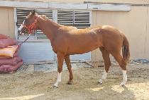 ��õ��� (YEONGCHEON AVENGER) ����