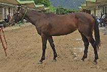 ��õ��� (TONGCHEONDAERO) ����