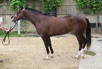 �ε����Ʈ (INDY LIGHT) ����