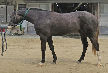 �׸����� ����