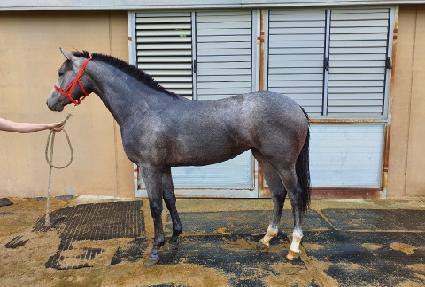 ��ٸ��۷��� ����