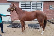 �������� (YOJEONG YEOWANG) ����