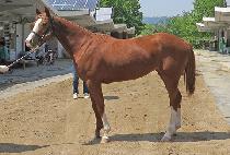 ī���뽺Ÿ (CASINO STAR) ����