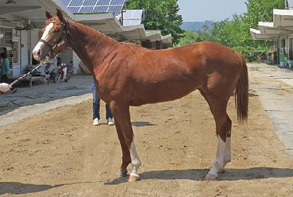 ī���뽺Ÿ ����