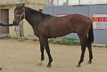 �������� (DAEHAN JILJU) ����