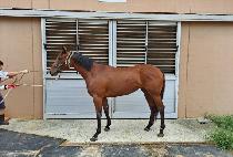 �������ű� (NAMDO GALMAEGI) ����