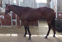 ����Ʈõ�� (BEST CHEONSANG) ����