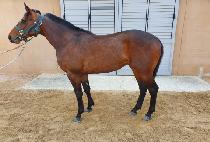 Į��ũ (CAL MARK) ����