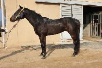 ����Ǯ����Ƽ (WONDERFUL LIBERTY) ����