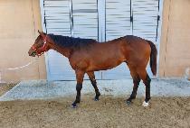 �������� (K CHUKJE) ����