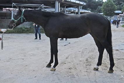 �ö����ε� ����