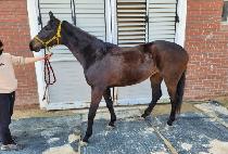 �Ծȼ��ϻ� (HAMAN SEOBUKSAN) ����