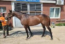 ����ũ (JIN MARK) ����